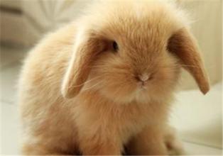 宠物兔子如何防治魏氏梭菌病