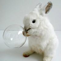 可爱兔子图片头像