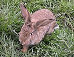 兔子有哪些品种,国外优良肉兔品种