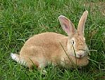 养殖兔子什么品种好,兔的优良品种介绍